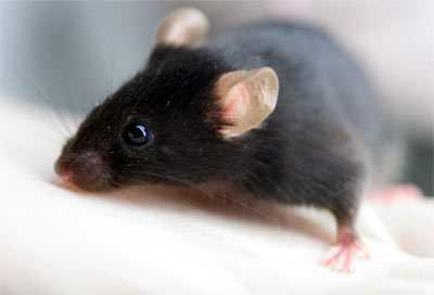 Bazı farelerde bu sese bağlı çırpınmalar, felçler, azalmış aktivite ve fertilite ve kandaki glukoz ve kortikosteroit seviyelerinde