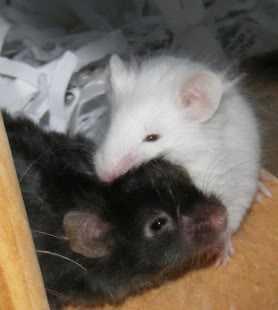 Laboratuar farelerinde bıyık düzeltme davranışları görülebilir.