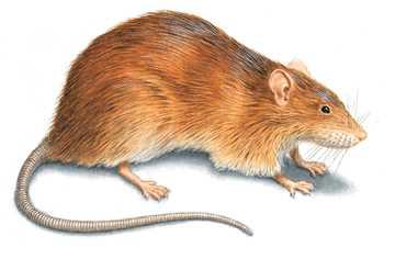 Sıçan (Rattus) Sıçanlar nokturnaldır (gece aktif).