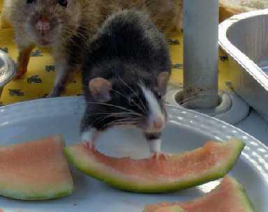 Genç sıçanlar, sütten kesilme döneminde (katı gıdaya geçişte) yetişkinleri rehber