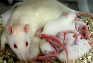 Üreme Davranışları Sıçanların üremesi büyük oranda farelerinkine benzerdir.