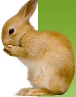 Tavşan Fizyolojik özellikler Fizyolojik değerler ortama bağlı olarak ve birçok faktörle etkilenmektedir.