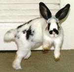Sıçrama (binky) davranışı tavşanlarda memnuniyet ifadesidir.