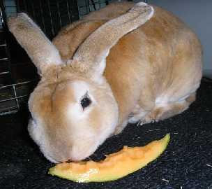 Yeme Davranışı Tavşanlar herbivor durlar- bitkisel gıdalarla beslenme Doğal koşullarda yeşil ot ve diğer bitkisel materyalleri yerler.