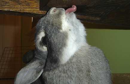 Tat Tavşanların ağız ve farenks lerinde 17,000 adet tat tomurcuğu bulunmaktadır.