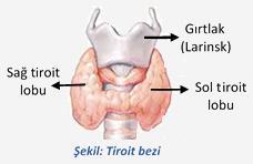 2. TİROİT BEZİ -Bütün omurgalılarda bulunan iki loplu bir bezdir. -Gırtlağın hemen altında, soluk borusunun sağında ve solunda yer alan iki parçalı bir bezdir.