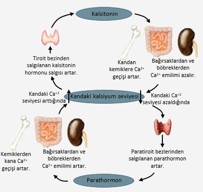 -Kalsitonin ve parathormon antagonist (zıt yönde) çalışır. -Parathormon, kalsiyumun kemiklerden kana geçişini, böbreklerden fosforun atılmasını sağlar.