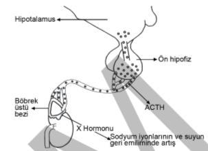 -Dışta kabuk (korteks) bölgesi, içte öz (medulla) bölgesi bulunur. SORU 27. Aşağıdaki şemada kandai glukoz düzeyinin insülin ve glukagon hormonları tarafından düzenlenmesi gösterilmiştir. I.