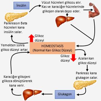 a. Adreanalin (epinefrin): -İskelet kasları ve karaciğerdeki glikojenin glikoza dönüşümünü hızlandırır. -Karaciğerden kana glikoz geçmesini hızlandırarak, kan şekerini arttırır.