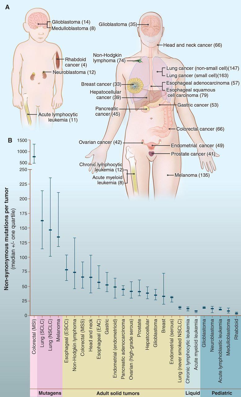 Number of somatic mutations in representative human cancers,