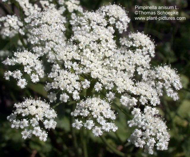 Anason (Pimpinella anisum) Vatanı Asya dır.