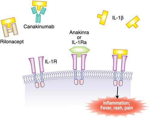 Anakinra (Kineret) Rekombinant IL-1 reseptör antagonisti Hedef: IL-1 reseptörü Yarı ömrü: 4-6 saat Günlük uygulama (0.03-3mg/kg/gün sc.