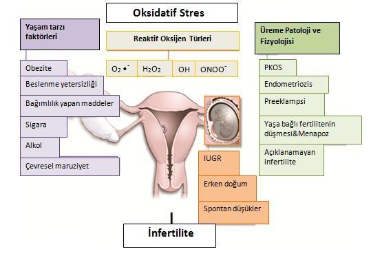 49 2.16.Oksidatif Stresin Kadın İnfertilitesindeki Rolü Oksidatif stres kadınlarda değişik mekanizmalarla infertiliteye neden olmaktadır.