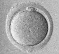 granuloza hücrelerini uzaklaştırmak için, 600xg olarak 5 dakika santrifüj edildi. Süpernatant -80 C de analiz gününe kadar saklandı.