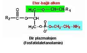 Pazmalojenler: Sefaline benzerler.