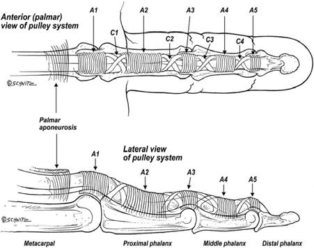 Fleksör tendonun çevresindeki proksimal puley yaklaşık 1cm uzunluğundadır. Başparmağın puley dizilimi farklılık göstermektedir. Başparmağın A-1 puleyi MP eklem üzerinde yer alır.