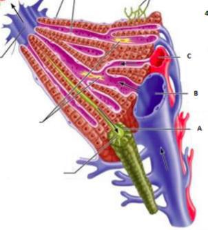 azlığı Nonsendromik: Viral, metabolik, genetik,