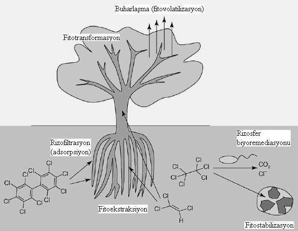 bitkilere ve giderilecek kirleticilere bağlı olarak farklı yöntemler bulunmaktadır. Şekil 1 de bu mekanizmalar (prosesler) görülmektedir (Van aken, 2008).