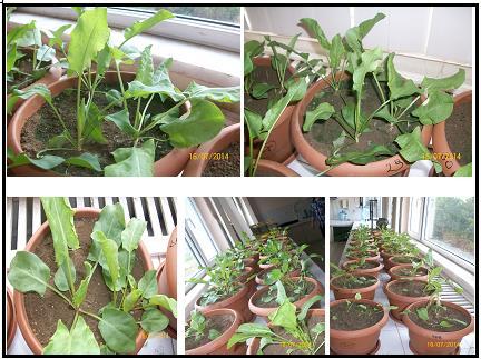 kullanımına sunarlar fakat kendileri genellikle bitkiye girmezler (Hovsepyan ve Greipsson, 2005). Şekil 3.1. Deneme sırasında labada (Rumex patientia L.)bitkisinin farklı gelişim görüntüleri.