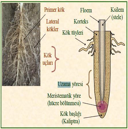 Şekil 3.3. Bitki kök yapısı (Karaman, 2012). Kökler, bitkileri toprağa bağlayan ve topraktan su ve mineral maddelerin alımını sağlayan temel organdır.