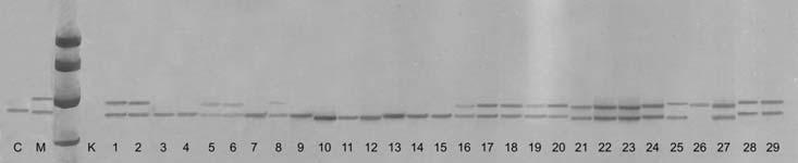 92 EKLER EK 1. Jel görütülerinde yer alan genotiplerin isimleri C.