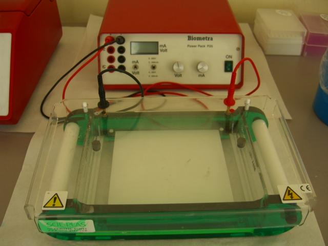 PCR Elektroforetik Separasyon ve DNA nın