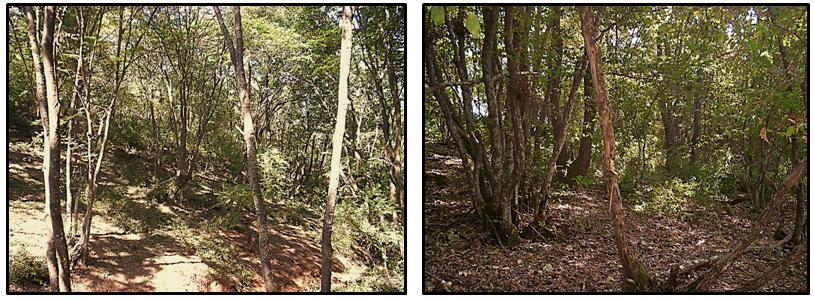 İstikbal ağacı dağılımının homojen bulunmadığı yerlerde de, aralık mesafe düzeni dikkate alınmadan iyi fertlerin bulunduğu yerlerde ikili ve üçlü gruplar