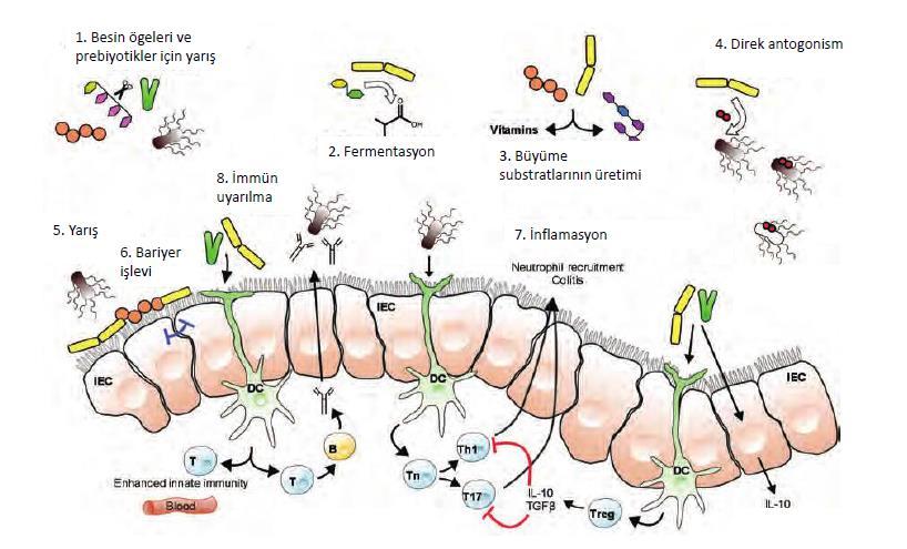 Büyüme substratı olarak KZYA, ph Bazı patojenlerin epitelyuma yapışması, büyümesi ve translokasyonuna