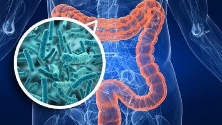 Günümüzde intestinal disbiyozis, obezite ve