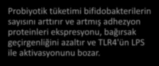 Probiyotik tüketimi bifidobakterilerin sayısını arttırır ve artmış adhezyon