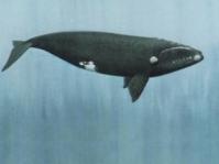 95. Şekilde gösterilen balina, hayvanların hangi grubuna aittir?. Balık B. Memeli C. Sürüngen D. İki yaşayışlı 96. şağıdakilerden hangisi bir dokudur?. Kalp B. Böbrek C. Kan D. Mide 97.