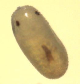 pygmaeus un ergin bireylerinin vücutları açık kahverengi olup 4-5 mm uzunluğa sahip ve