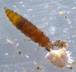 Yumurtalarının ve larvalarının renkleri gelişme dönemlerine göre şeffaf tan koyu