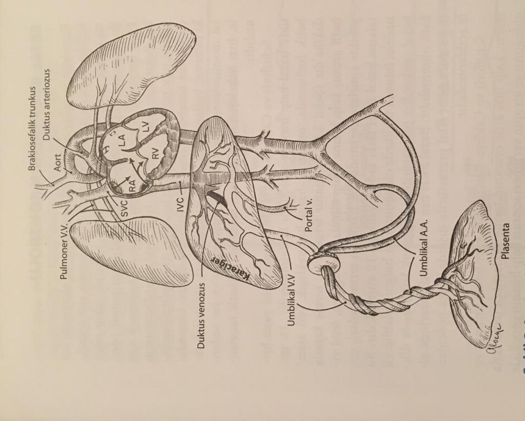 Fetal