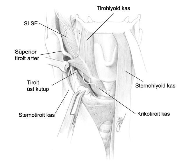 Süperior Laringeal Sinirin