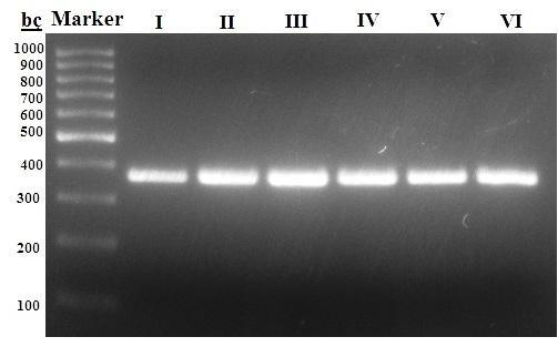 Tablo 1. Çalışılan Gene Ait Primer Dizilimi ve PCR Koşulları Table 1.