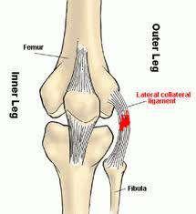 YARA İYİLEŞMESİ Akut Hasarlanma Akut ligament ve tendon hasarları ideal koşullar altında inflamasyonla iyileşen tendon ve ligamentin orjinaline restore