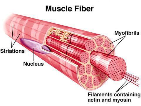 Miyofibriller Sarkoplazma içerisinde kas lifi boyunca paralel uzanan organellere miyofibril (kas fibrili) adı verilir. İskelet kası fibrillerinin enine çizgili görünmelerinin nedeni miyofibrillerdir.