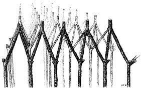 Z hattı Uzunlamasına görüntüde, Z hattının bir tarafındaki aktin filamenti, diğer tarafındaki iki aktin filamenti arasında yer almaktadır.