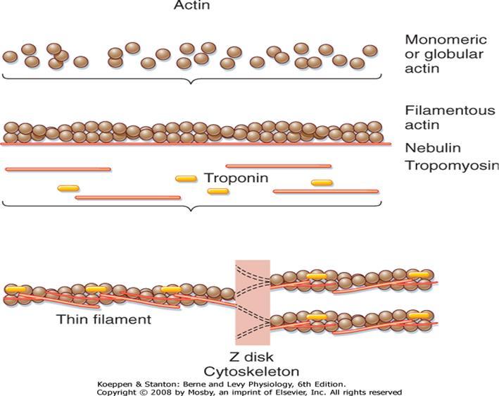 Regülatör proteinler Tropomiyosin. Miyofibrilar proteinlerin yaklaşık %5 ini oluşturur ve aktin filamenti ile yakın temas halindedir. Tropomiyosin iplikçiği aktin sarmalını çevreler.