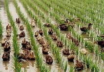 Pirinç tarımı