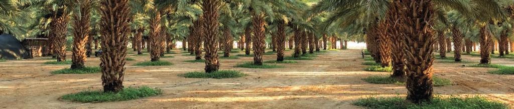 Yıl Boyu Ürün Çizelgesi Direct from the field all year Hurma Dates MEDJOUL BARHI DEKEL NOUR OCAK JANUARY ŞUBAT FEBRUARY MART MARCH NİSAN APRIL MAYIS MAY HAZİRAN JUNE TEMMUZ JULY AĞUSTOS AUGUST EYLÜL