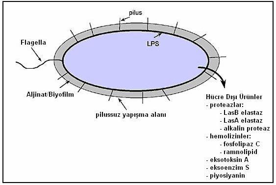 Şekil 1.1. Pseudomonas ların virulans faktörleri (Delden ve Iglewski 1998). 1.1.2. Halk Sağlığı Açısından Önemli Bazı Pseudomonas Türleri Pseudomonas aeruginosa P.