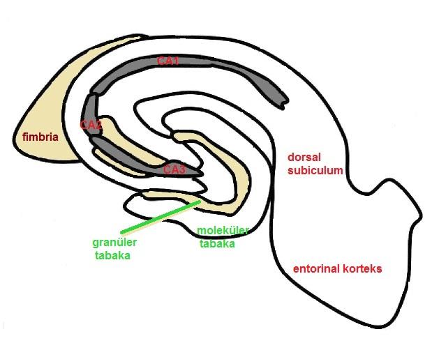 Şekil 2.1. Hipokampusün anatomik yapısı 2.1.6.