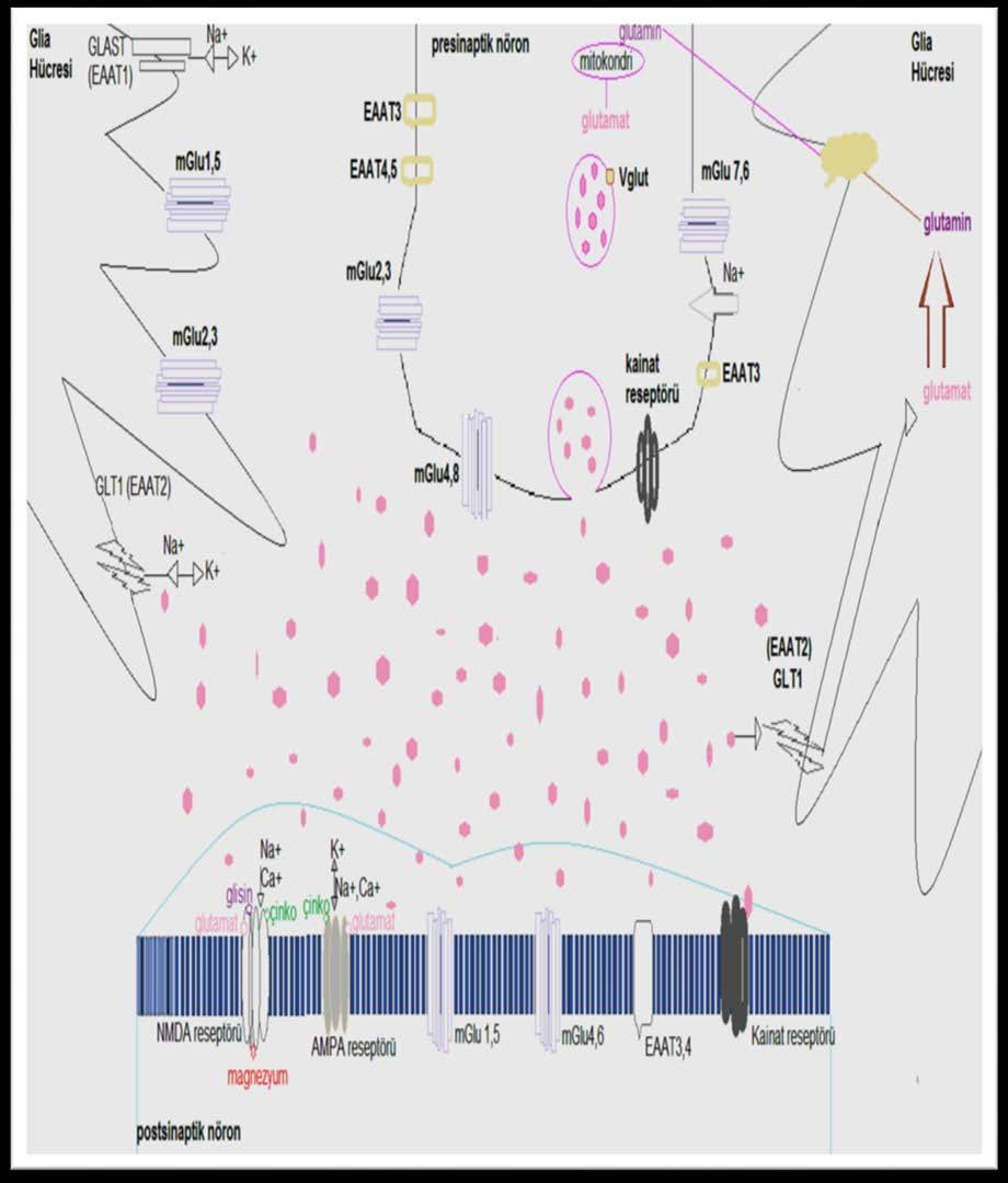 Şekil 2.3. Glutamat reseptörleri ve taşıyıcıları 2.2.4.