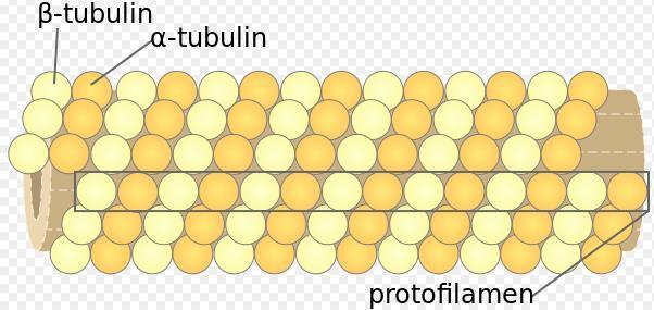 Makrotrombositopeni Tübülin Beta-1 (TUBB-1)