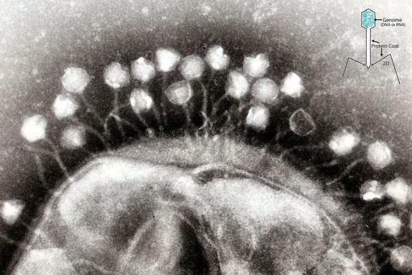 İnsan Viromu Barsak ve diğer vücut bölgelerinde çok sayıda virüs bulunmakta Bunların büyük çoğunluğu
