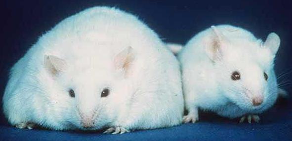 Barsak Mikrobiyomu ve Şişmanlık Genetik olarak şişman fareler (obese - ob / ob) zayıf olanlara göre %50 daha az Bacteroidetes, o oranda daha fazla Firmicutes türlerini barsaklarında bulundurmakta.