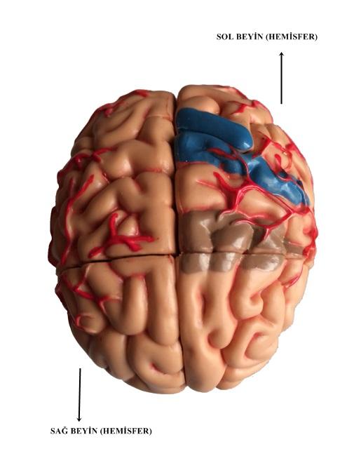 Şekil 35: Sağ ve Sol Hemisferler (Beyin modelinden fotoğraflanmıştır).