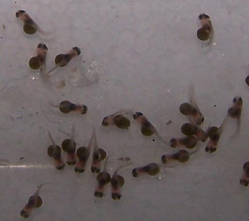 3.1.2 Balık materyali Ankara Üniversitesi Ziraat Fakültesi Su Ürünleri Bölümünde bulunan tilapya anaçlarından elde edilen besin keseli larvalar, besin